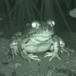 A close-up night vision shot shows a frog with brightly reflective eyes sitting on the ground surrounded by twigs and debris.