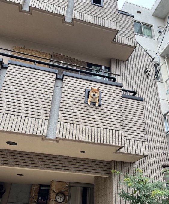 A Shiba Inu dog peers out from a small opening in a brick apartment building's exterior wall, as if keeping watch from a hidden balcony. The image playfully connects to the post "will save solana?" by substituting the dog for a guardian figure, referencing the Shiba Inu's association with crypto meme culture while humorously suggesting it might rescue Solana.