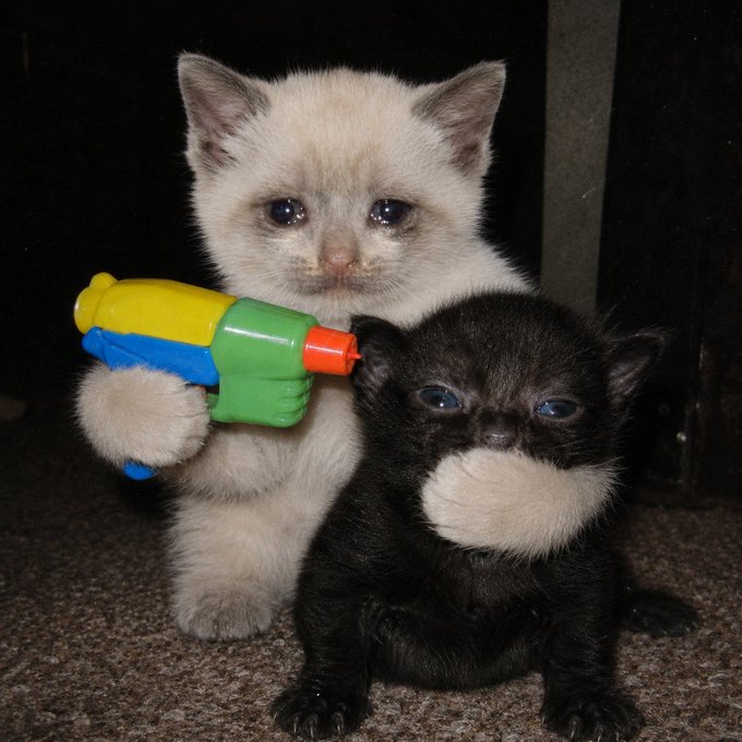 Two small kittens, one cream-colored and one black, sit together on a carpet; the cream kitten holds a colorful plastic toy water gun.