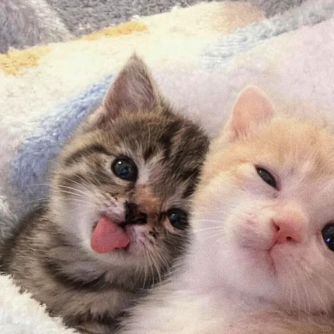 Two adorable kittens resting together on a fluffy blanket, one tabby sticking out its tiny pink tongue.