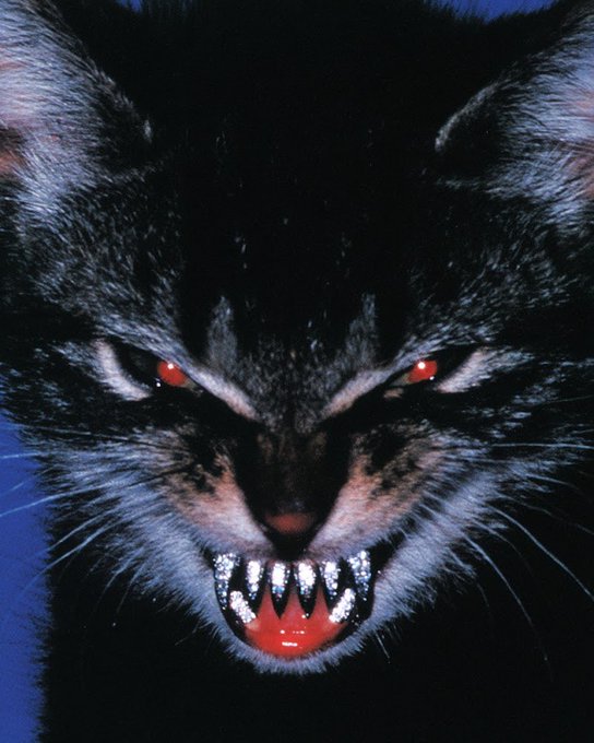 A close-up of a menacing black cat with glowing red eyes and bared sharp teeth, shown against a dark background.