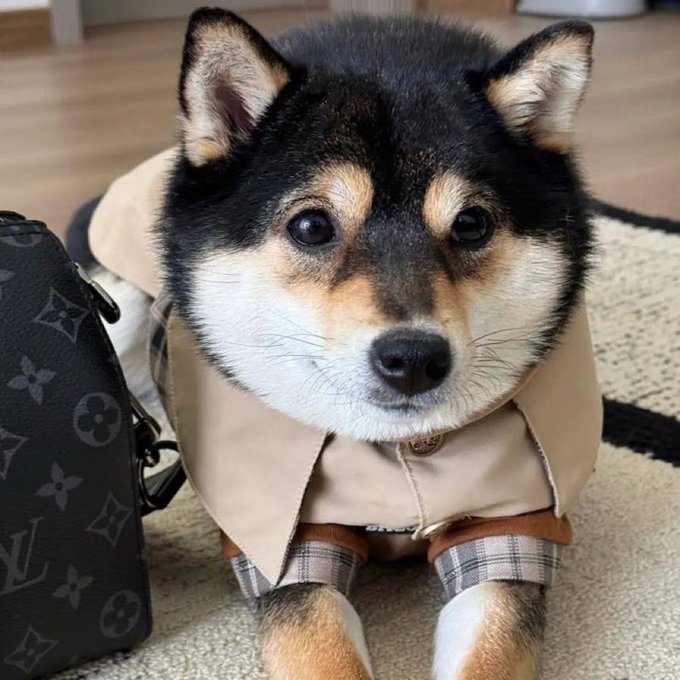 An adorable black and tan Shiba Inu dog wearing a tan trench coat outfit, sitting indoors next to a brown Louis Vuitton patterned bag.