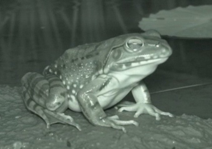 A close-up black and white image of a frog sitting on a textured surface near water.