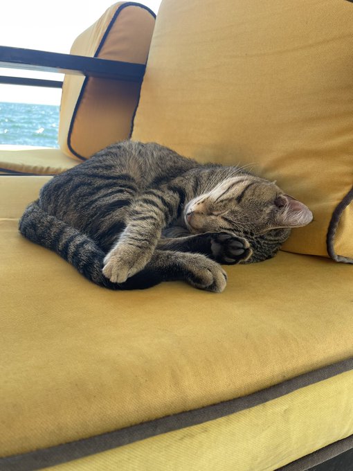 A tabby cat curled up and sleeping peacefully on a yellow outdoor cushion with dark blue trim, with the ocean visible in the background.