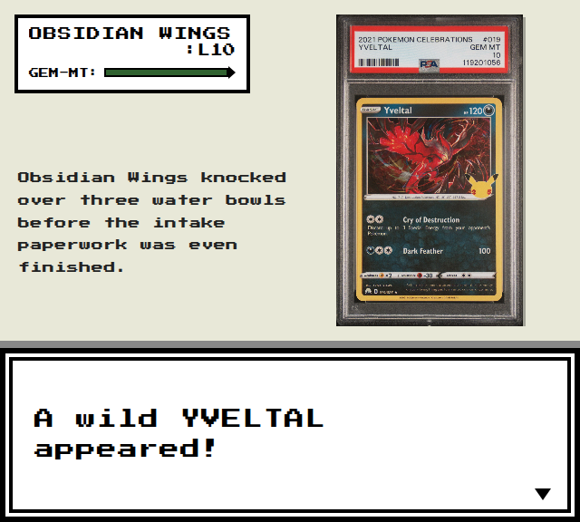 A Pokémon game screenshot shows 'A wild YVELTAL appeared!' alongside an image of a PSA-graded Yveltal card and text about 'Obsidian Wings' knocking over water bowls before intake paperwork.