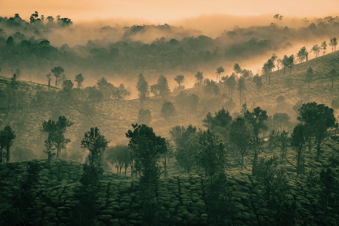 The image shows a beautiful landscape with a hill covered in trees, fog, and mist. The scene appears to be taken from an aerial perspective, providing a comprehensive view of the area below. In the foreground, there are several trees that add depth and detail to the overall composition. The foggy atmosphere creates a sense of mystery and tranquility over the landscape.