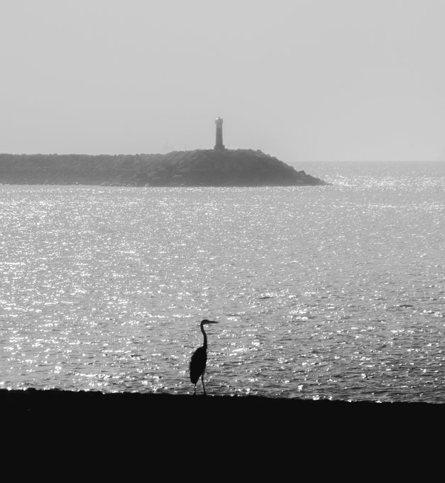 A black-and-white photograph of a solitary heron standing on a shoreline with a sunlit ocean and a small lighthouse in the distance.