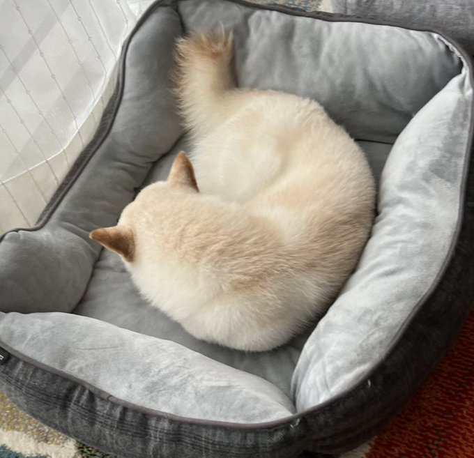 A cream-colored cat curls up tightly, tail tucked over its face, while sleeping in a plush gray pet bed. The image complements the "GM SHIBARMY" post, showing Yuki still in sleepy mode for the morning greeting.