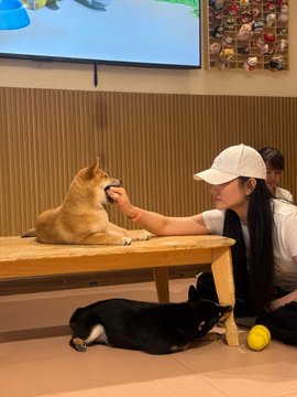 A person in a white cap and shirt crouches to pet a Shiba Inu dog on a wooden table in what appears to be a cat cafe, with a black and white cat resting beneath the table next to a yellow ball.