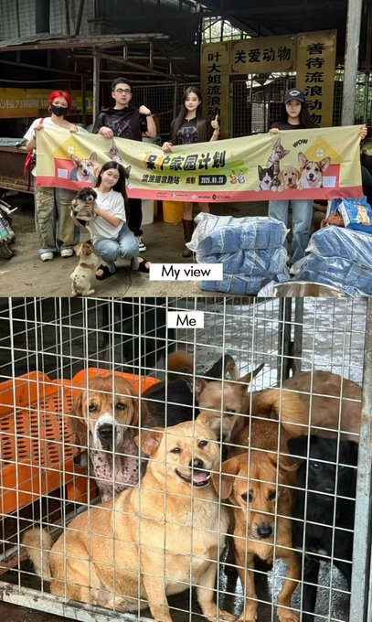 A two-panel image shows people holding a banner reading "My view" with cute dog graphics at an animal shelter above, while the "Me" panel below shows multiple dogs crowded inside a cage looking outward.