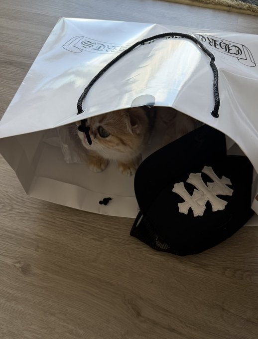 A small golden retriever puppy peeking out from inside a white paper shopping bag, sitting on a wooden floor next to a black baseball cap featuring a white NY logo.