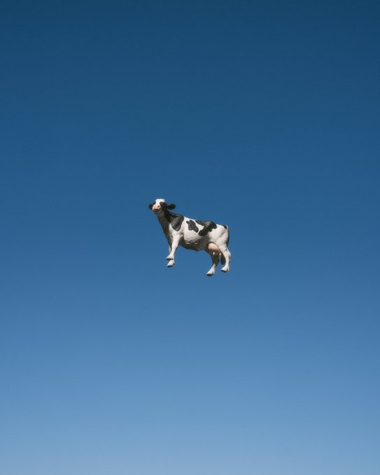 A black and white cow floats impossibly against a vast, clear blue sky, humorously illustrating the post's playful praise of a collector named JD who has acquired a prized "stellar" specimen.