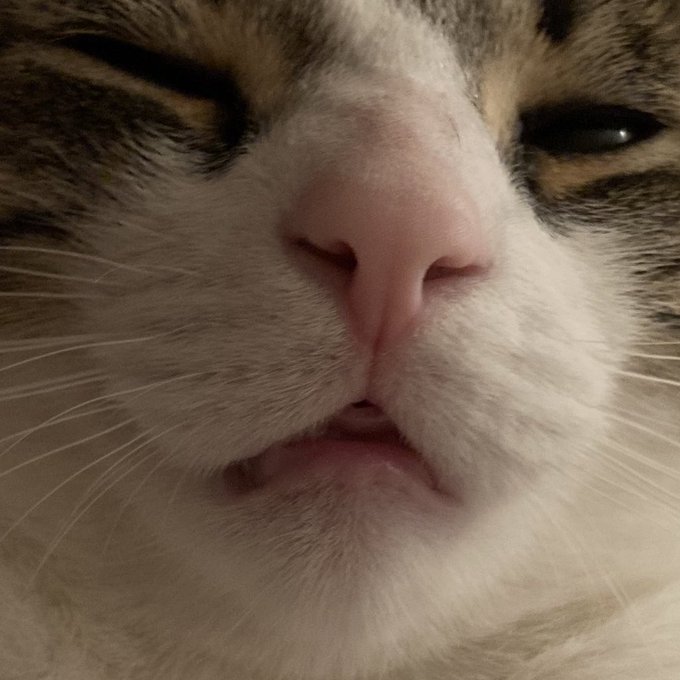 A close-up shot of a cat's face with white and brown fur, focusing on its pink nose and green eyes.