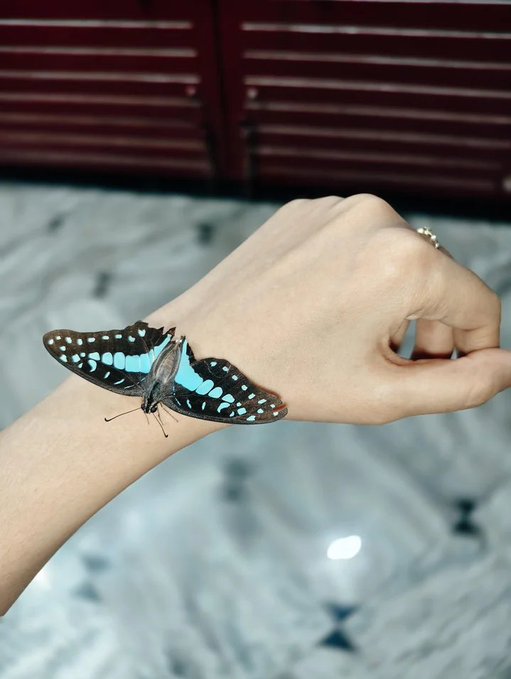 A close-up photograph of a blue and black butterfly resting on a person's wrist, with a ring visible on their hand and a patterned floor in the background.