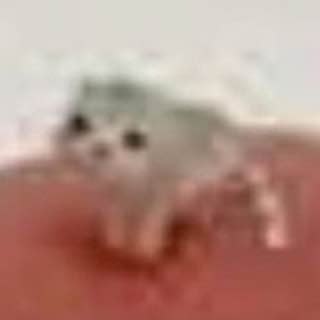 A close-up, slightly blurry video still shows a pale, fluffy kitten with large dark eyes peeking over a pink surface.