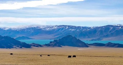 A wide landscape shot showing yaks grazing in a vast brown plain, with a turquoise lake and snow-capped mountains in the distance under a cloudy sky.