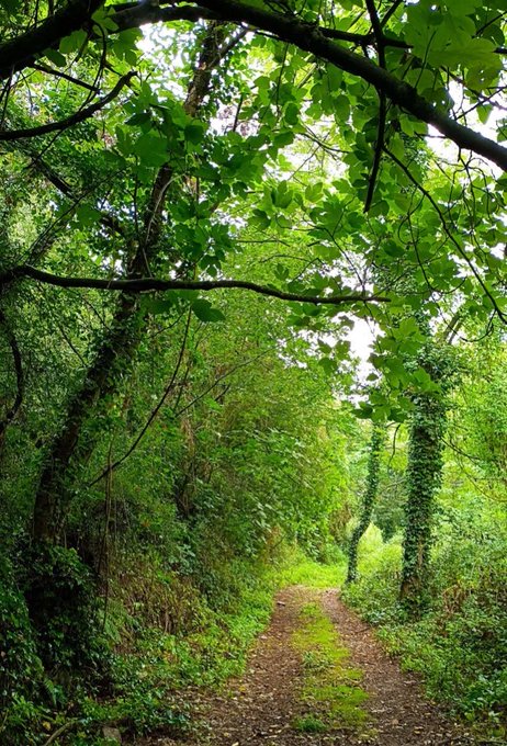 A dirt path winding through a lush, green forest with trees and ivy forming a natural archway overhead.