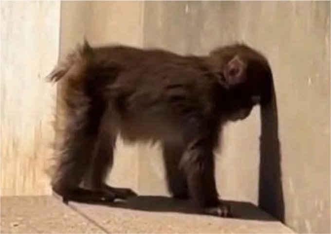 A young chimpanzee standing and pressing its head against a concrete wall in an enclosure.
