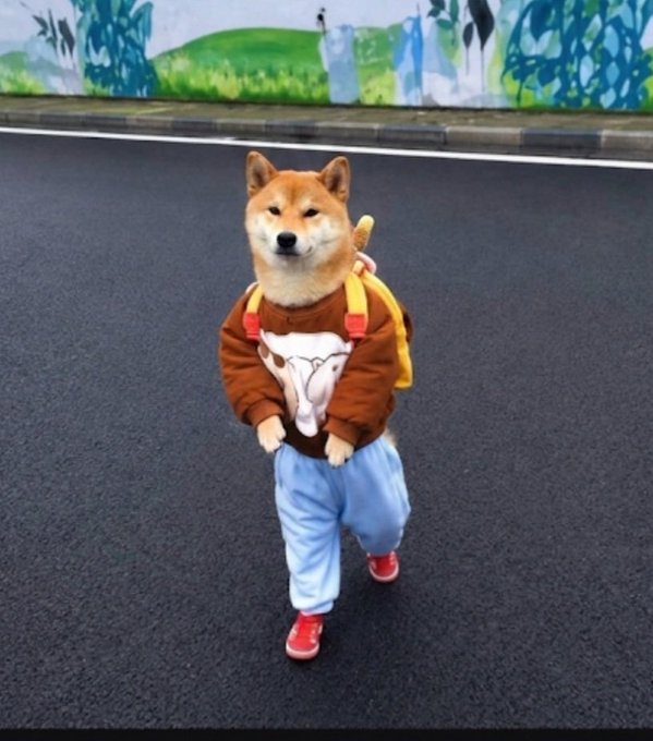 A Shiba Inu dog wearing a brown hoodie with a fox design, light blue pants, and a yellow backpack, standing on a road in a posed stance.