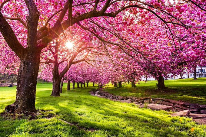 A scenic landscape of a tree-lined path covered in vibrant pink cherry blossoms with sunlight filtering through the branches onto a green grassy area.