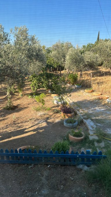 An outdoor garden or olive grove with scattered potted plants, trees, and a small blue wooden fence in the foreground under a clear sky.
