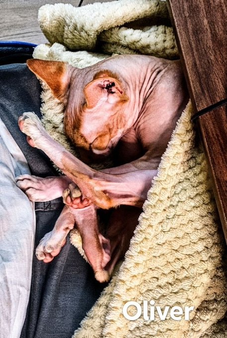 A hairless Sphynx cat named 'Oliver' curled up and sleeping on a fluffy yellow blanket.