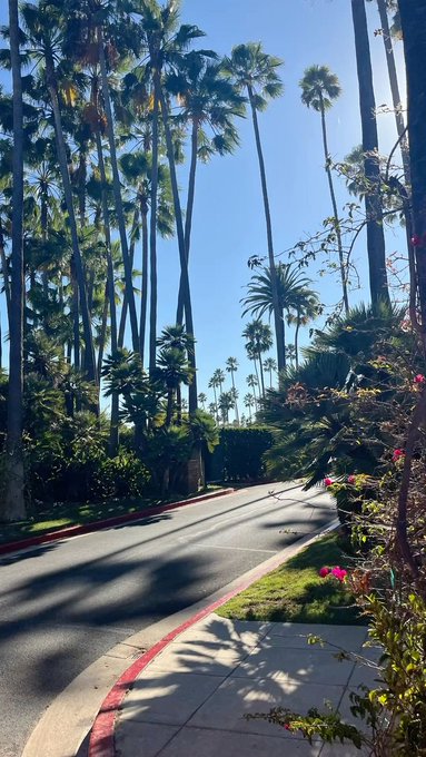 A scenic view of a residential street lined with tall palm trees under a clear blue sky, with a red-painted curb on the left.