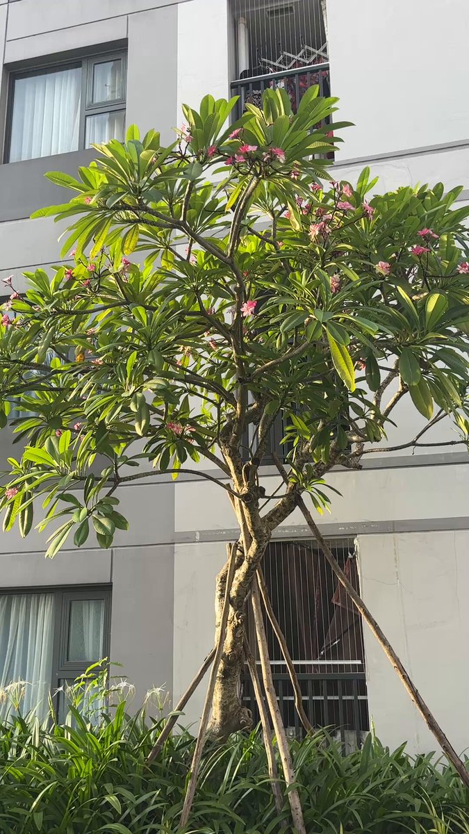 The image features a tall, green tree with pink flowers growing next to an apartment building. The tree has a thick trunk and long branches that extend outwards, creating a beautiful contrast against the white wall of the building. The scene captures the essence of nature coexisting with urban architecture.