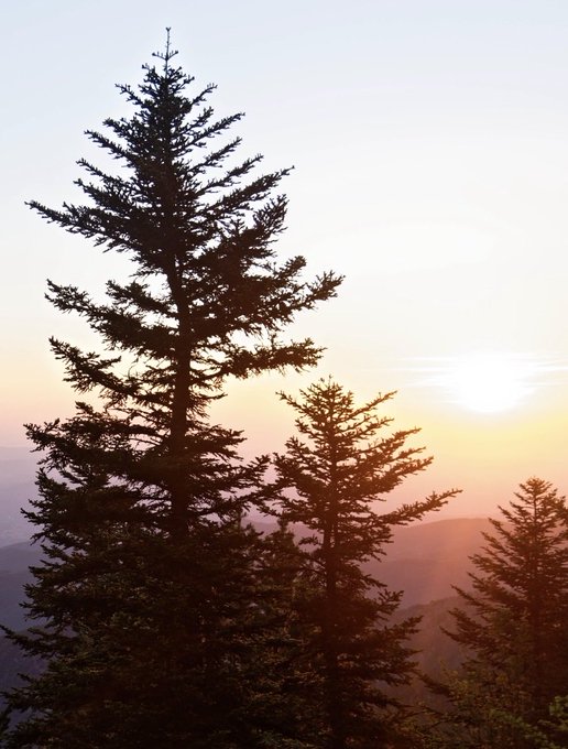 Silhouetted pine trees stand against a soft, hazy sunrise with the sun peeking over distant mountain ridges. The serene dawn scene captures the peaceful "Gm folks" greeting perfectly, evoking a fresh start to the day.