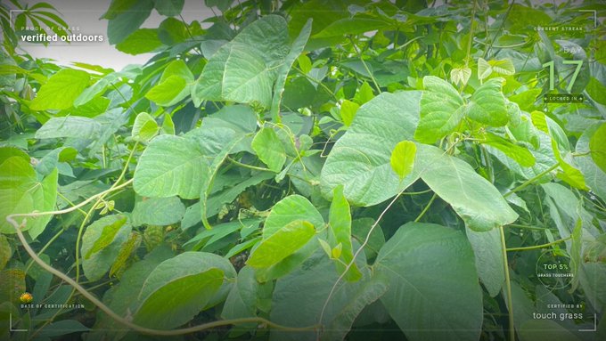A close-up photograph shows dense green plant leaves in an outdoor setting, overlaid with verification text including "VERIFIED OUTDOORS", "CURRENT STRAIN 17", and "CERTIFIED AS touch grade".