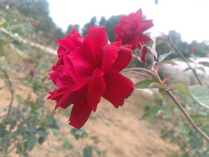 A vibrant red rose in full bloom, with a tightly closed bud beside it, set against a soft-focus garden background.

The image of the budding rose symbolizes growth and potential—reinforcing the post's message that quality engagement from established accounts matters more than sheer volume, just as a single promising bud can matter more than many overlooked blooms.