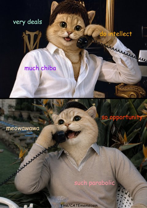 A two-panel meme featuring cats with human bodies wearing collared shirts and talking on telephones, decorated with text like 'very deals', 'much chiba', 'do intellect', 'meowawawa', 'so opportunity', and 'such parabolic', with the watermark 't.me/CATEmemecoin'.
