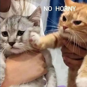 Two cats held by hands, with the orange tabby on the right appearing to slap the grey tabby on the left, captioned 'NO HORNY'.