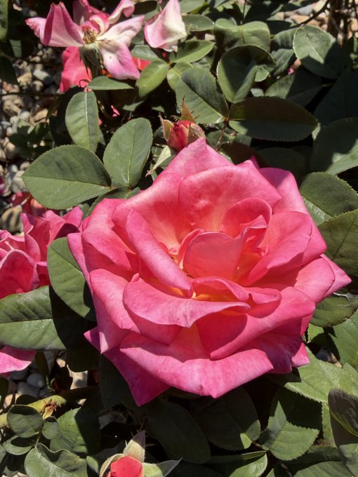 A close-up photograph of a vibrant pink rose in full bloom surrounded by green foliage.