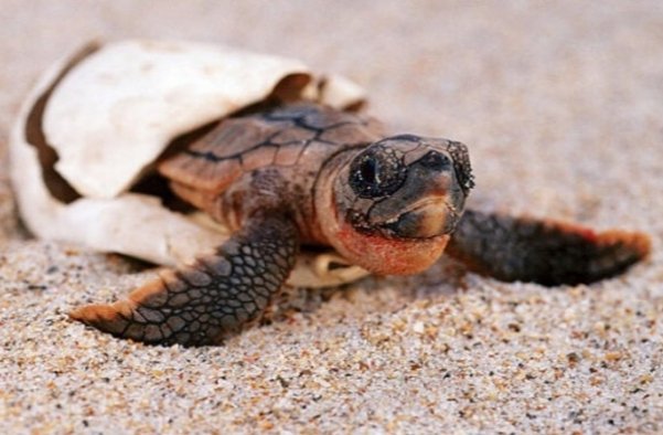 A baby sea turtle emerges from its egg on sandy ground.