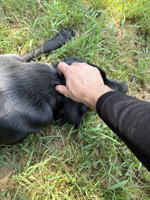 A person's hand petting a black dog lying in grass.