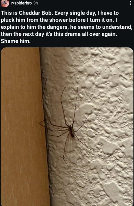 A Reddit post from r/spiderbro showing a long-legged spider named 'Cheddar Bob' on a wall next to wood trim, with the caption describing how the user has to remove him from the shower daily to keep him safe from the water.