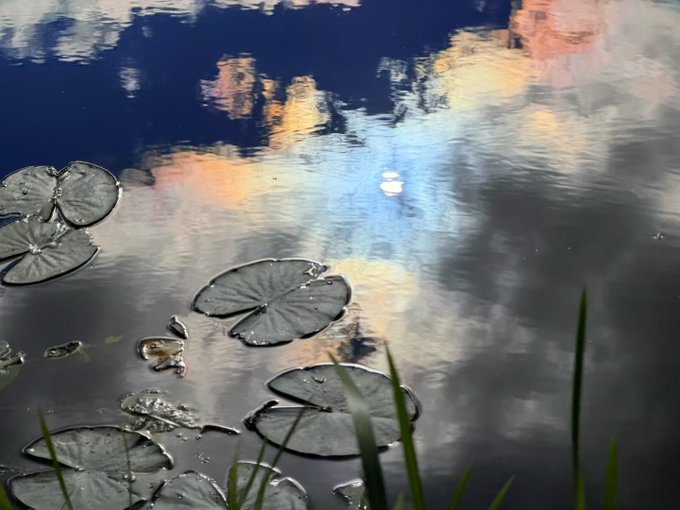 Lily pads float on a serene pond, with clouds and sky reflecting in the calm water, symbolizing the peaceful moment of stepping away from screens and markets to appreciate nature's quiet beauty.