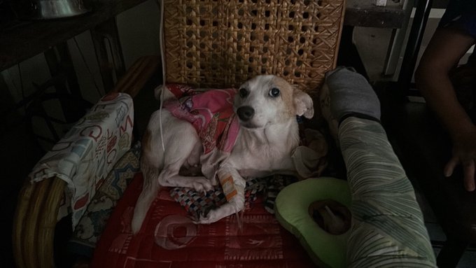 A small white and tan dog rests on a wicker chair cushioned with a pink cloth and red fabric, looking up with a calm expression while a person's leg is visible nearby. The image conveys vulnerability and sadness, aligning with a plea for help, suggesting the dog may be injured, sick, or in need of urgent rescue and care.