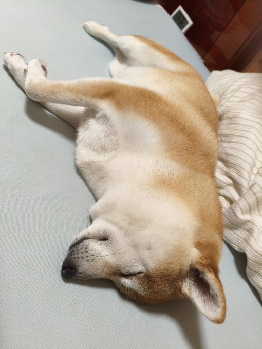 A Shiba Inu dog with cream and tan fur sleeping on its side on a light blue cushion, appearing peaceful with its eyes closed.