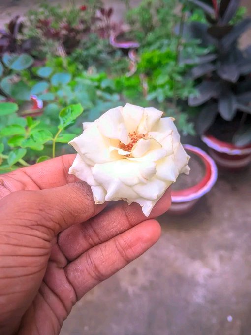 The image features a hand holding up a white rose, with the rose being the main focus of the picture. The background includes various potted plants, adding an element of greenery to the scene. The caption for the image reads "Good morning my X family How are you friends @NomismaNetwork Alpha now @useTria @River4fun @sleepagotchi @CNPYNetwork".