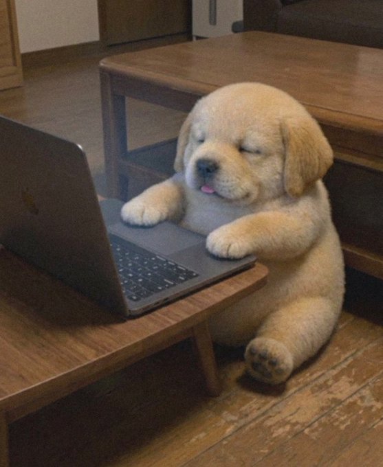 Humorous photo of a sleepy Labrador puppy slumped over a laptop on a small wooden table.