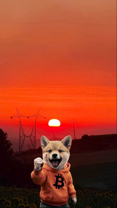 A Shiba Inu dog wearing an orange Bitcoin hoodie stands in front of a vibrant orange sunset with power lines, pointing excitedly at the camera with a tear in its eye.