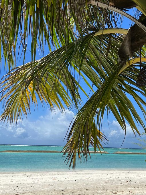 Palm fronds frame a pristine tropical beach with turquoise waters under a bright blue sky, capturing the quintessential "Good Morning" paradise scene.