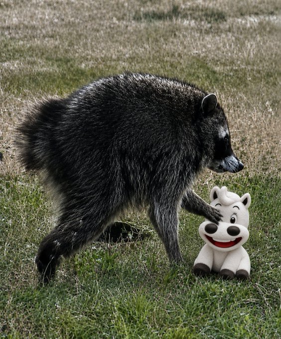 A young raccoon stands on grass and places its paw on the face of a white plush dog toy with a red smiling mouth.