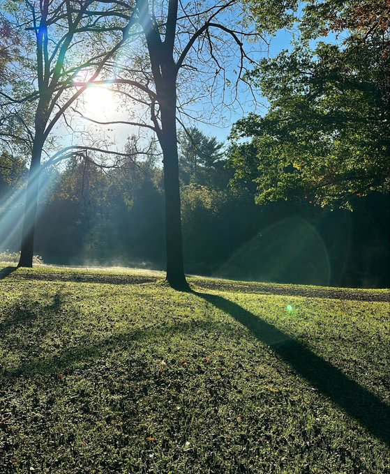 A sunlit park scene with sunlight streaming through tree branches, casting long shadows across a grassy lawn with a forest in the background.