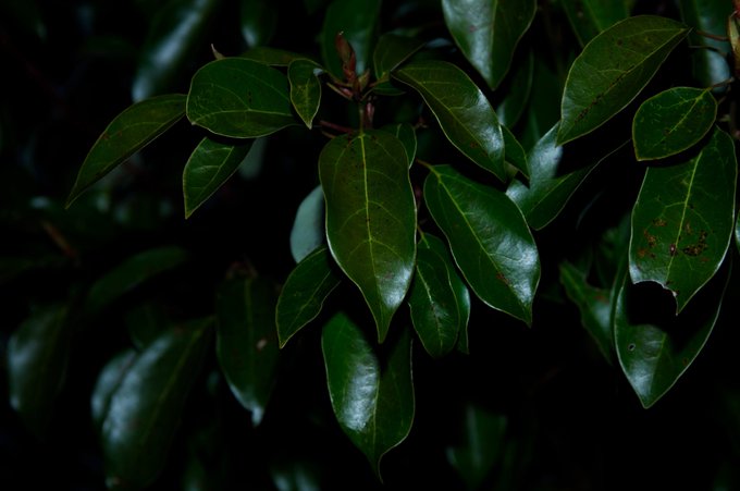 A close-up photograph of dark green leaves against a black background, with a few leaves showing small brown spots.