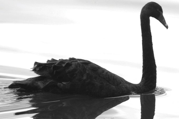 A black swan glides across calm water, its long curved neck held high and its dark feathers mirrored in the still surface below. The image of the rare, unexpected event serves as a powerful visual metaphor for the post's warning about the unpredictable arrival of 2029/2030, reminding the viewer to stay composed and stand tall when long-held assumptions suddenly collapse.