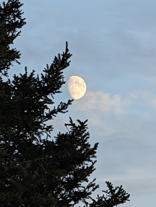 A daytime photograph captures the moon in a partially cloudy sky, framed by the dark silhouette of evergreen tree branches.
