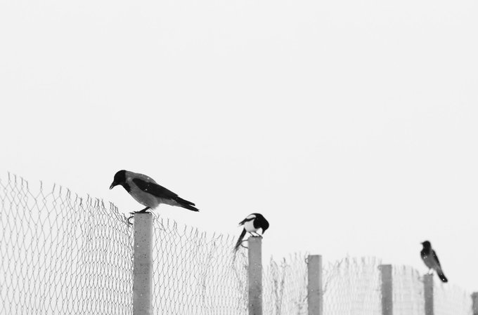 A black and white photograph shows three birds perched on a chain-link fence against a pale, overcast sky.